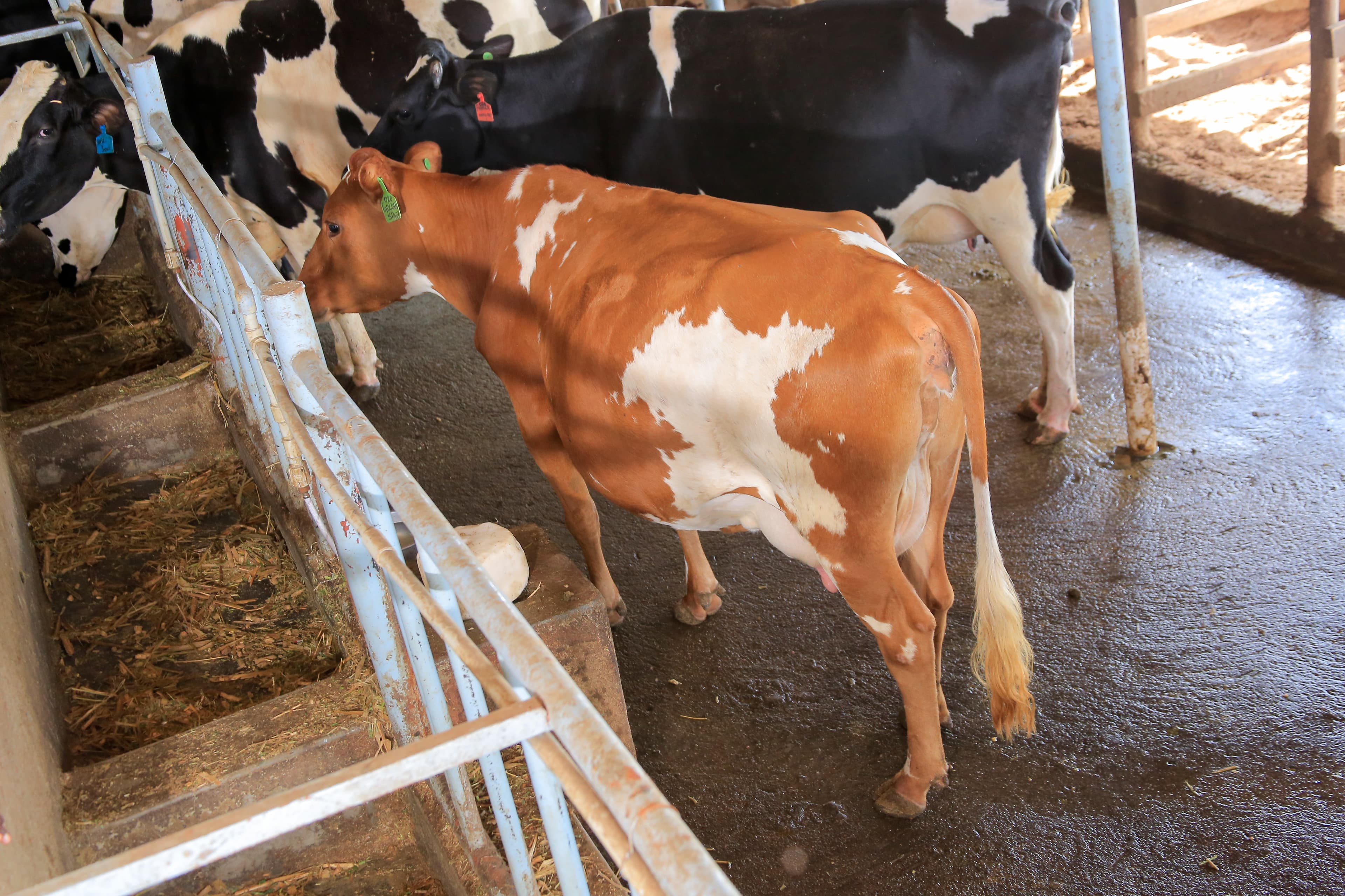 Cattle at Kasirye Breeders origin year