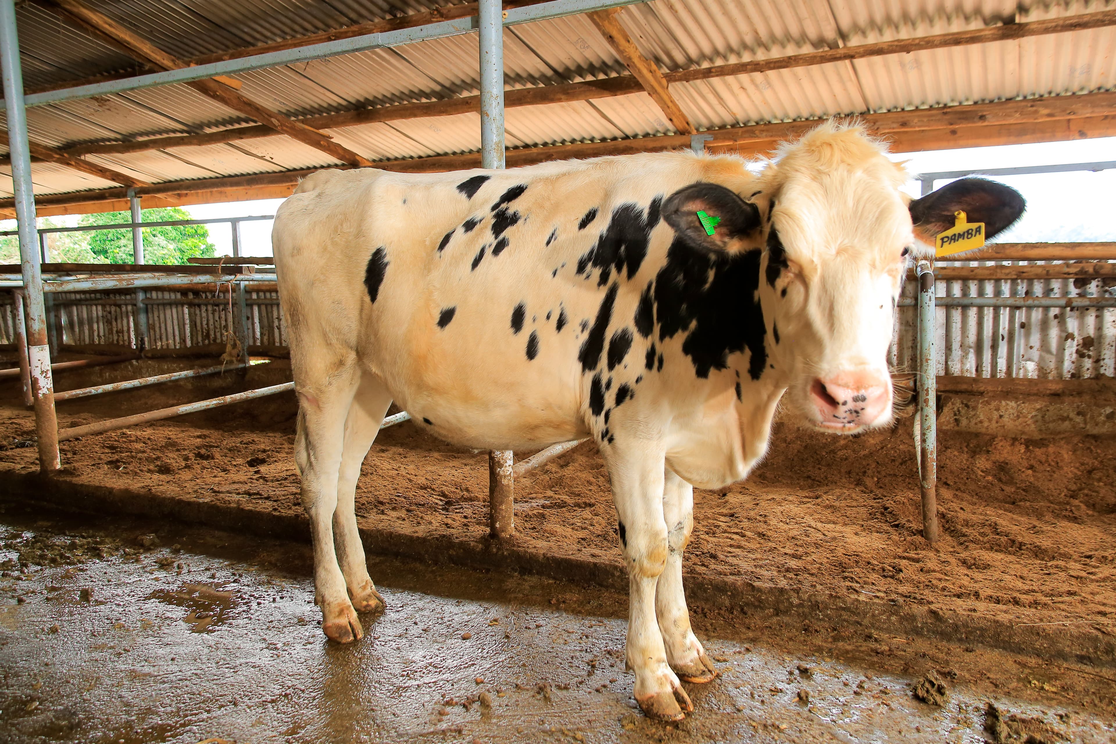 Pedigree cattle in pasture at Kasirye Breeders Mityana Farm
