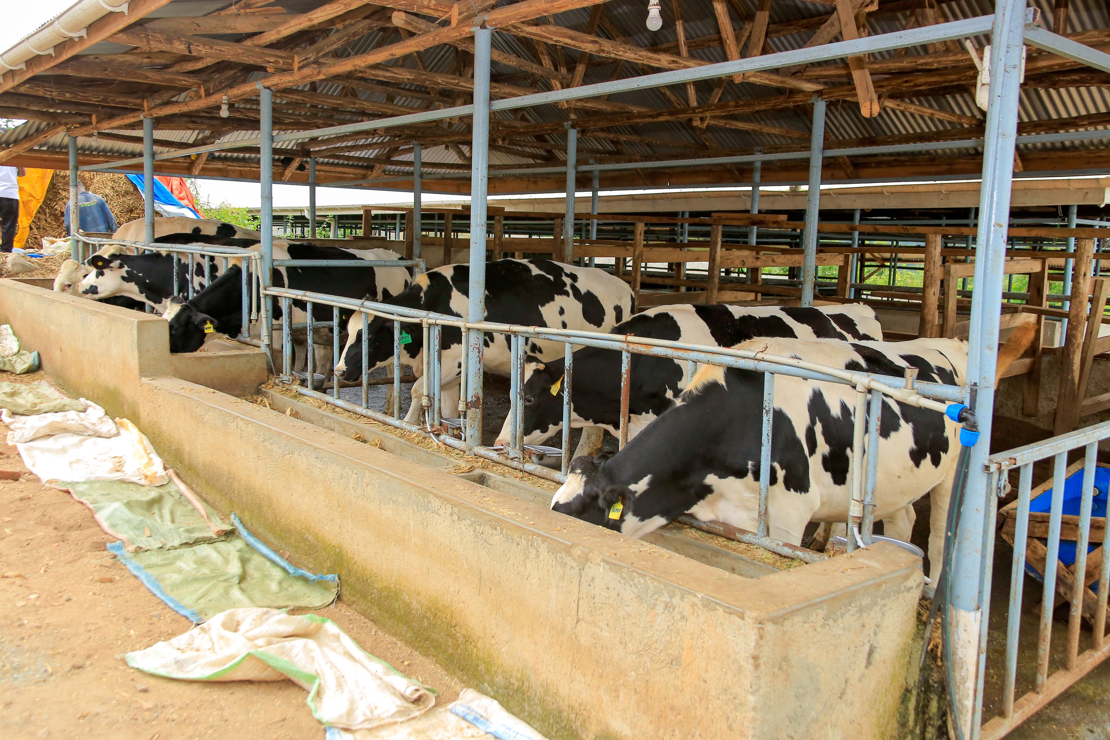 Holstein dairy cattle at Kasirye Breeders