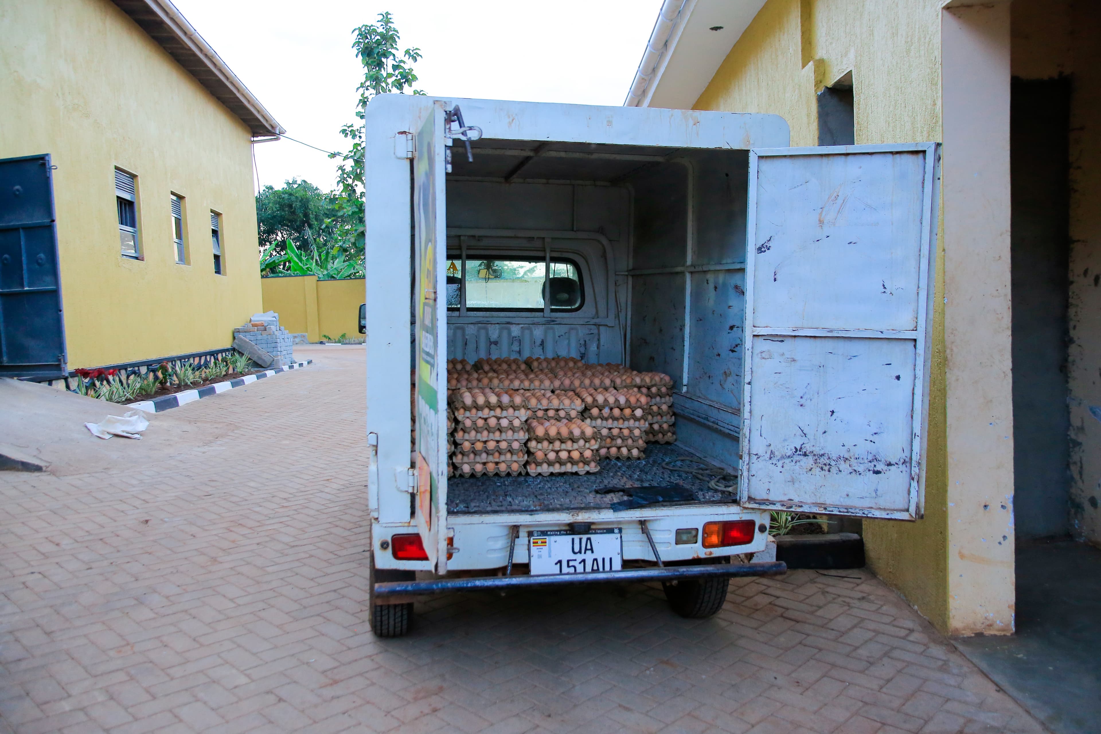 Layer hens at Kasirye Breeders poultry operation
