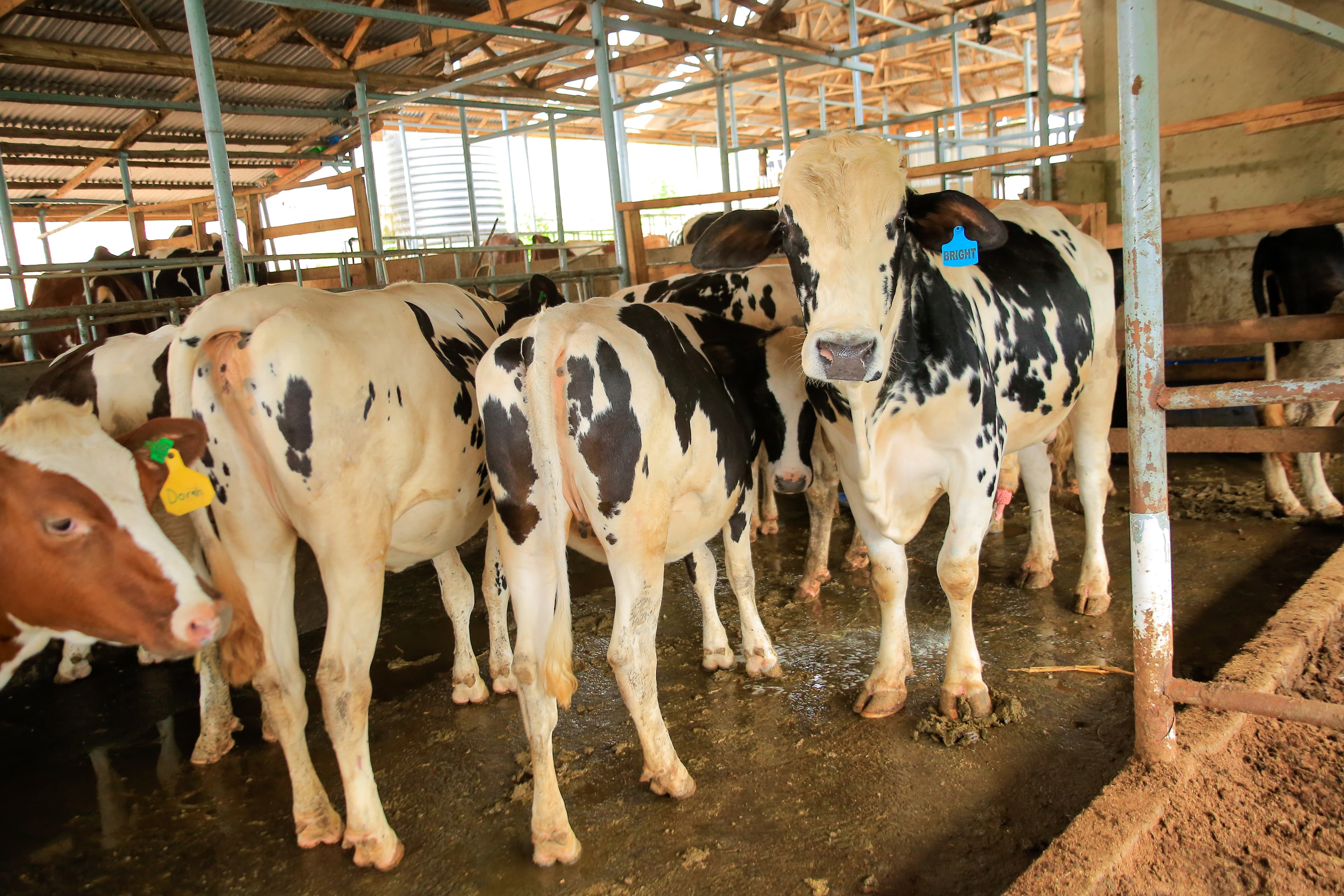 Pedigree Holstein cattle at Kasirye Breeders