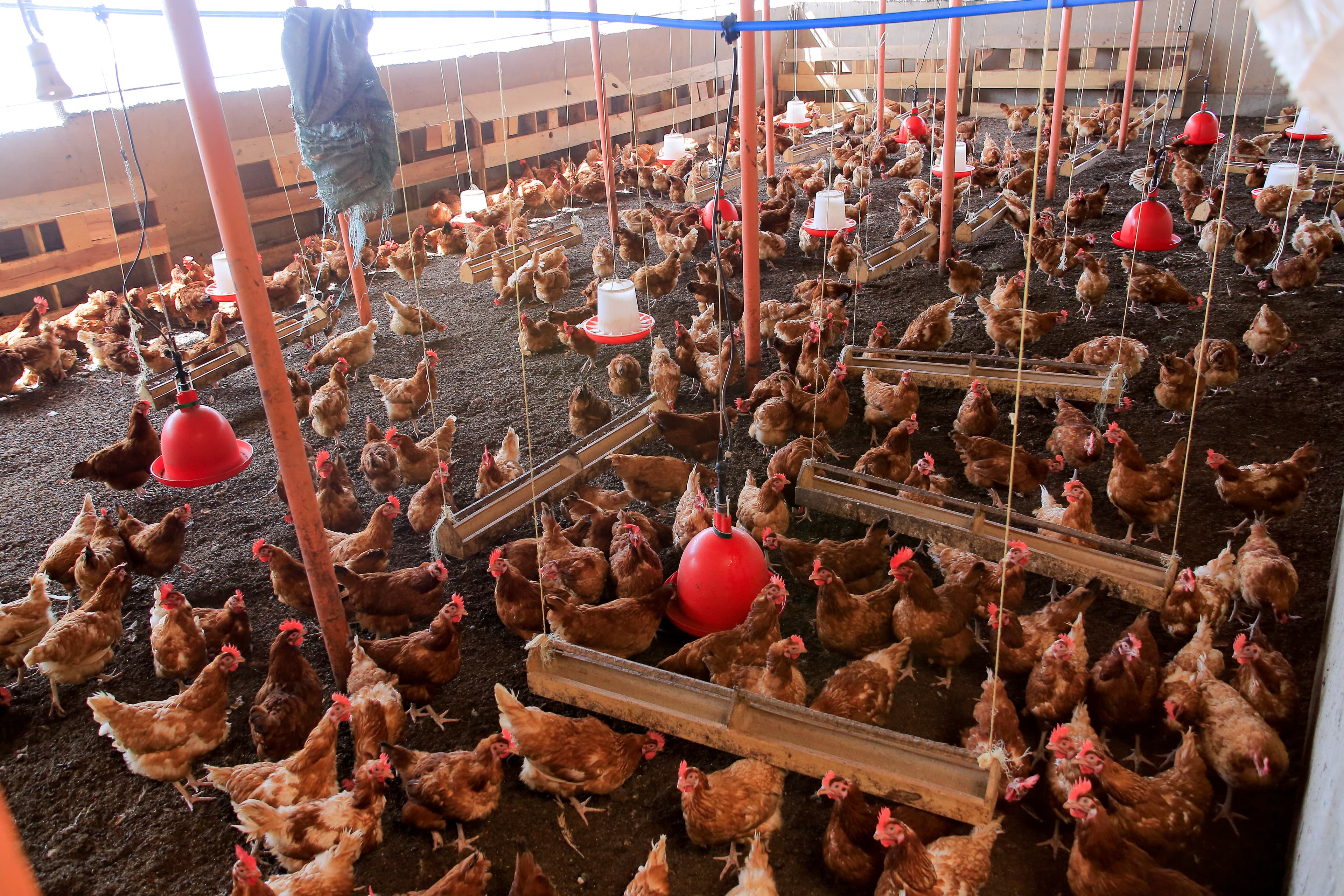 Commercial layer hens at Kasirye Breeders