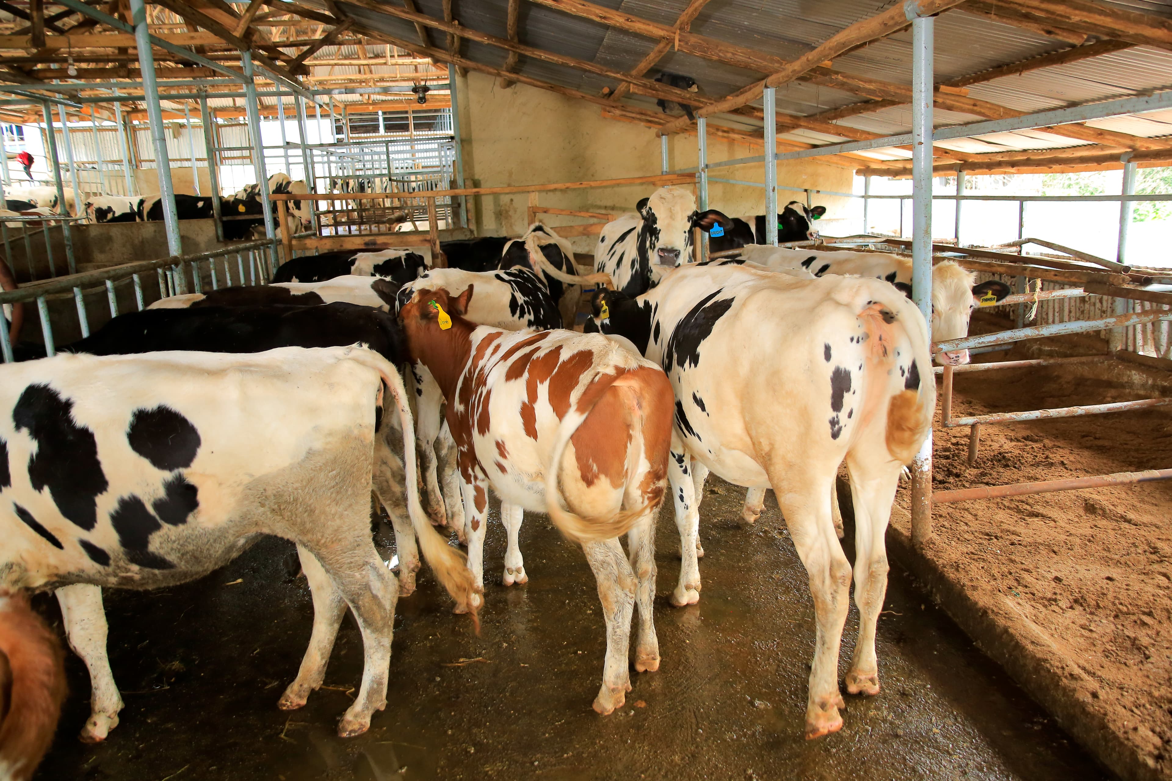 Cattle at sunset on Kasirye Breeders Mityana Farm