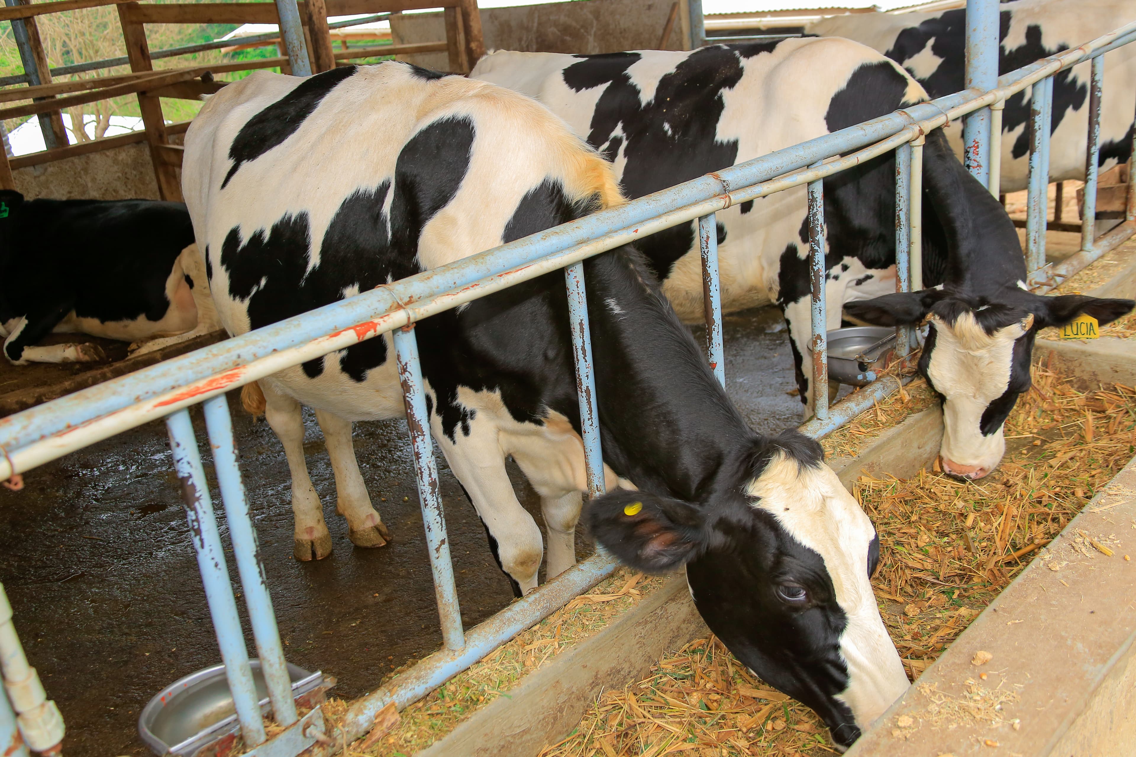 Wide view of the 37-acre farm in Nakaziba Village