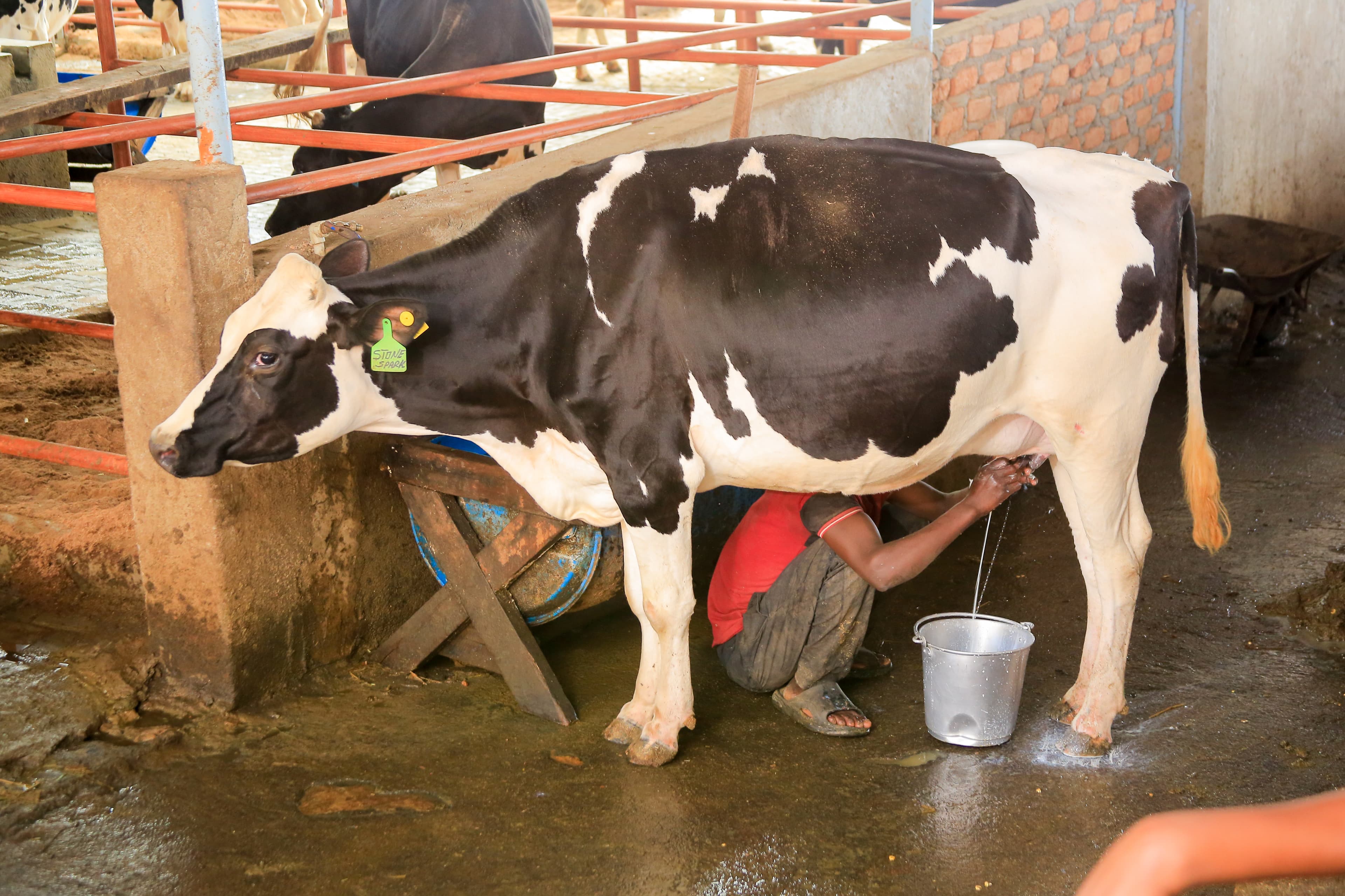 Morning milking at Kasirye Breeders dairy shed